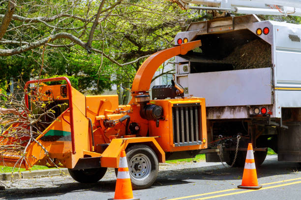 How Our Tree Care Process Works  in Morgans Point Resort, TX